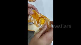 China: Chinese orange contains miniature orange hidden inside
