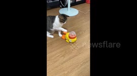 China: Chinese cat steps on dolphin-shaped feeder toy to earn freeze-dried snacks