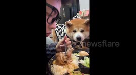 China: Chinese dog guilt-trips owner during mealtime until given a bite