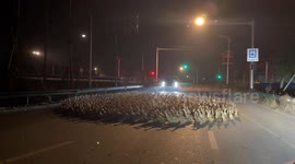 China: Hundreds of Chinese ducks spin in formation on darkened roadway