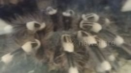 Brazilian Whiteknee Tarantula spider species from Brazill make good pets