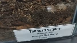 Mexican Red Rump Trantula Spider can live for 20 years or longer in the wild or as pets