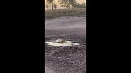 Muddy Chicken-Chasing Dog Gets Chased By Donkey