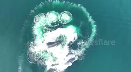 Canada: Humpback Whales Pass Life-Saving Bubble Net Skills Across Oceans