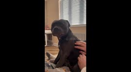 Sassy Staffy Demands Belly Scratches