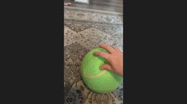 Orange Kitty Plays With Big Tennis Ball