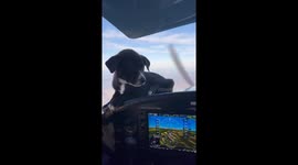 Cute Puppy Relaxing on the Flight Deck of a Plane
