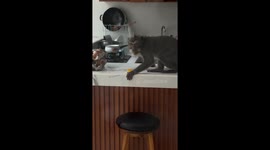 Monkey Creates a Chaos With Tourists in Bali