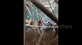 China: Real monkey hides behind toy monkey, fooling many Chinese viewers
