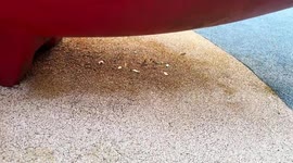 China: Leaves appear to 