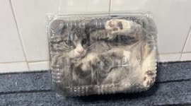 China: Chinese kitten curls comfortably inside empty plastic vegetable box