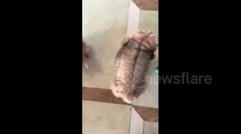China: Yorkshire terrier with silky hair and pink braids charms Chinese viewers