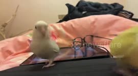 Pet parrots charm with playful chatter on the table in Jiangsu, China