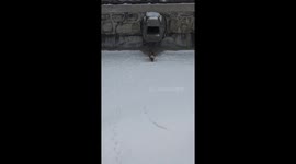 Cat follows footprints in snow in Beijing, China