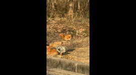 Chicken swings on a wire outdoors in Shanghai, China
