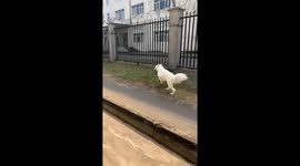 Samoyed dog races cow in unexpected roadside sprint in Hainan, China