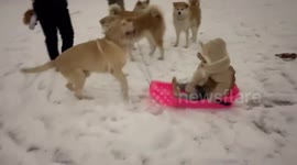 Dog pulls child on snow slide for playful winter fun in Beijing, China