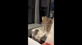 Kitten reacts in surprise as another cat hides under sofa in Fujian, China