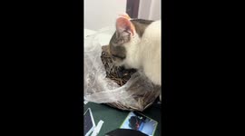 Cats nibbling paws and sunflower seeds in Guizhou, China