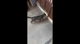 Clever cat removes rock to open garage gate in Guangzhou, China