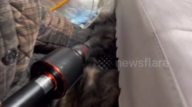 Sleeping Chinese dog snores loudly as owner records sound