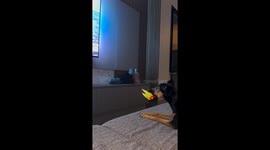 Miniature Pinscher watches dog videos on TV in Catalão, Brazil