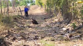 Rare Himalayan griffon vulture found injured on road in Thailand receives treatment