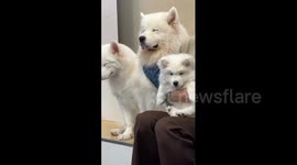 China: Chinese dog cafe shows clear difference between rookie and veteran dogs at work