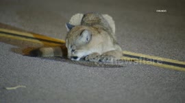 US, Los Angeles: Castaic Mountain Lion Cub Found In Middle of Residential Street