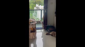 Agile kitten climbs up curtains to try and escape from apartment