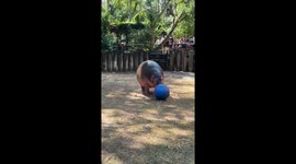 Pair of hippos play football together inside their zoo garden