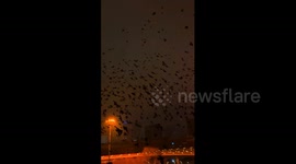 China: Night sky in China blanketed by a massive flock of crows