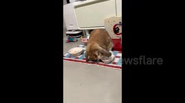 Angry rabbit smashes empty bowl after owner teases it