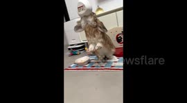 Angry rabbit smashes empty bowl after owner teases it