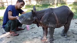 Wildlife conservation milestone as two hand-raised one-horned rhino calves return home to Kaziranga National Park