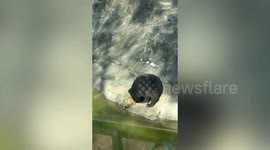 Bear screams in shock after turtle bites its tongue at Chinese zoo