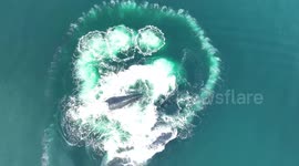 Humpback whales use 'bubble-net feeding' to survive, claim researchers