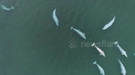 Beluga whales swap mates to survive in Arctic, claim researchers