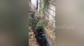 India: Social organisation rescued a cow fell into a drain Shahdol, Madhya Pradesh