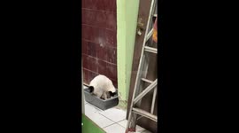 cat having a shit