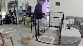 Cheeky pet dog turns the tables on owner and traps him in cage