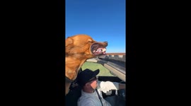 Dog Sticks Head Out the Sunroof