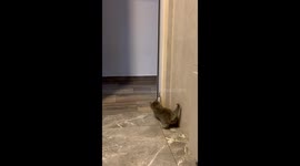 Bipedal Black Cat Startles Little Brother