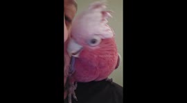 Beatboxing Bailey the Cockatoo