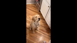 Golden Retriever's Spa Day Face Massage