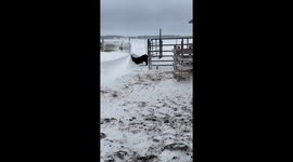 Baby Cow Bulldozes Himself Into Snow Pile