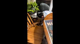 Teaching Kitten How to Clean Up Her Own Messes