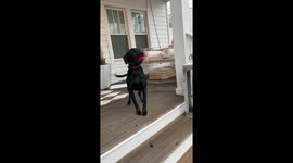 Dog Gets Super Excited for Owners to Come Home