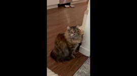 Grumpy Cat Wants Treats