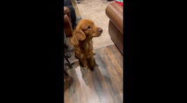 Golden Retriever Scared of Grinch